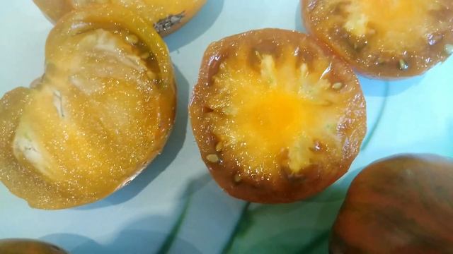 Презентация томата горчичного цвета салатного назначения. Зебра Зотта Козула 179. Анна Янковски. смотреть онлайн