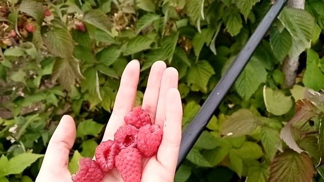 Ремонтантная малина #Амира