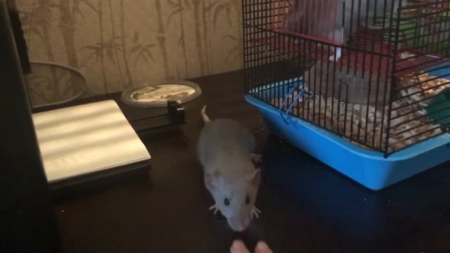 Крыса атакует хомяка! смотреть онлайн