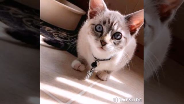 Кто любит котиков тому сюда смотреть онлайн