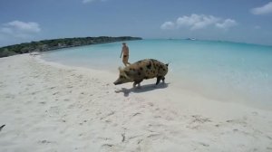 Pig Beach, The Bahamas