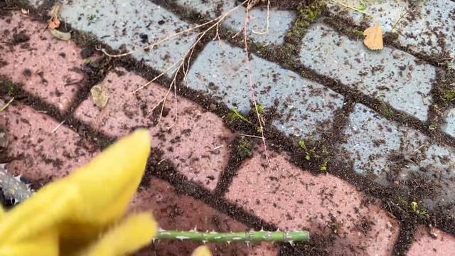 Розы. Ошибки, которые могут привести к гибели роз. Обрезка Робусты.??? смотреть онлайн