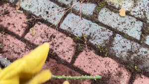 Розы. Ошибки, которые могут привести к гибели роз. Обрезка Робусты.???