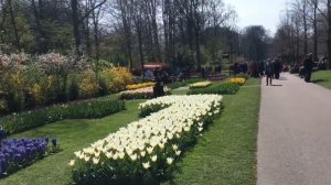 Keukenhof 2019 Кёкенхоф