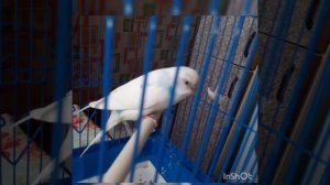Кальциевая недостаточность у волнистого попугая