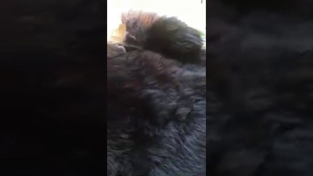 Опасные медведи в Канаде, Нью Браунсвик смотреть онлайн