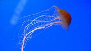 КТО ЖИВЕТ В ОКЕАНЕ - развивающий ролик для детей 0+