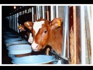 Мотивация. День 8. Режим телёнка