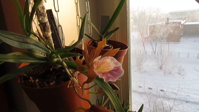 Цветение орхидей в январе, мои фаленопсисы смотреть онлайн