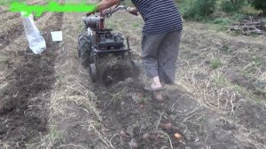 ?Небывалый урожай картофеля 2021