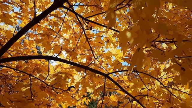 Осень золотая осень ???? смотреть онлайн