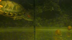 Эксперимент — Подсадил улиток к черепахе. День первый