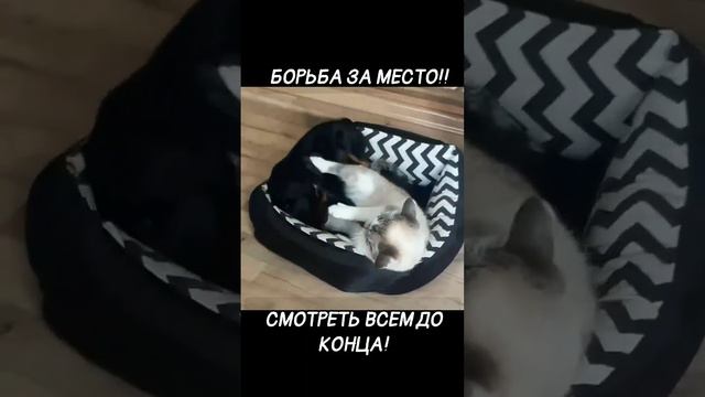 БОРЬБА ЗА МЕСТО!! КОШКИ против СОБАК! ВСЕМ СМОТРЕТЬ ДО КОНЦА!!! 07.09.2023 #моясобака #тойбуся #той