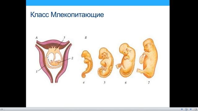 Класс Млекопитающие. Часть 1