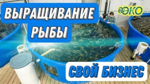 Разведение рыбы для бизнеса, от Кумицкого Олега Петровича.