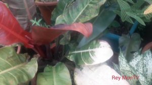 Red Sun Philodendron #3