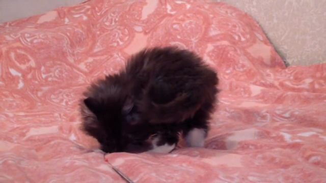 Котенок породы Норвежская Лесная кошка.MP4 смотреть онлайн