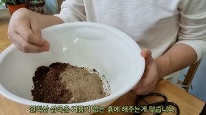 누구나 성공하는 제라늄(Pelargonium) 기본 삽목 방법 - 원예용상토 삽목법 - 홈가드닝 아파트정원 HomeGardening