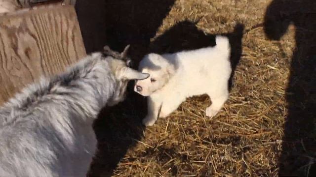 АЛАБАЙ продажа щенков 89041185095 смотреть онлайн