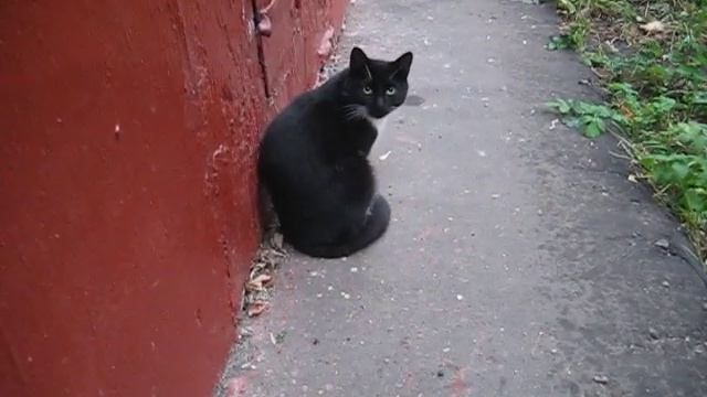 Кот спрятался от дождя под балконом смотреть онлайн