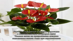 Мужское счастье цветок: уход в домашних, чтобы цвел. Приметы и суеверия о цветке Мужское счастье