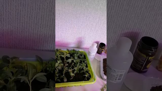 Калибрахоа.Размноженние черенкованием #дачарайвасильева #цветы #калибрахоа #садовыйгид #семенаалтая