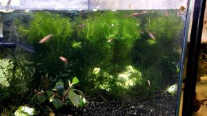 Микрорасбора земляничная / Boraras naevus  #Boraras#нанорыбка#микрорасбора