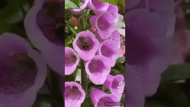 Хорошие пожелания и цветы💐