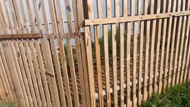 Заготовка иван чая//Пополнение в хозяйстве??