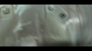 Honda CR-V защита кузова от коррозии.