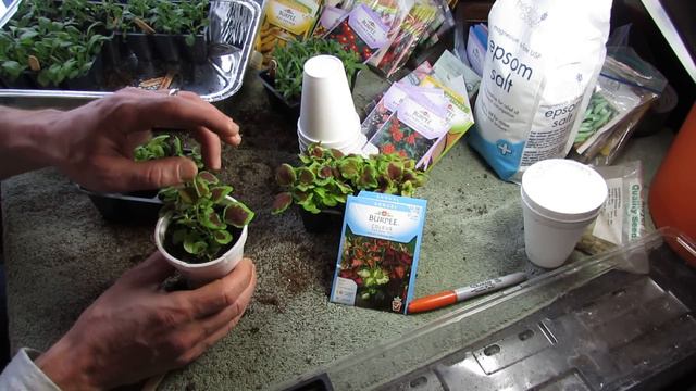 Garden Flowers: Seed Starting and Transplanting Coleus: A Great Annual! - MFG 2014 смотреть онлайн