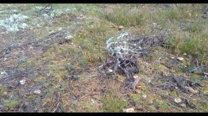 Грибы в середине октября. Грибы Ежовики. Путешествие в Лес Ленинградской области.  Выборгский район