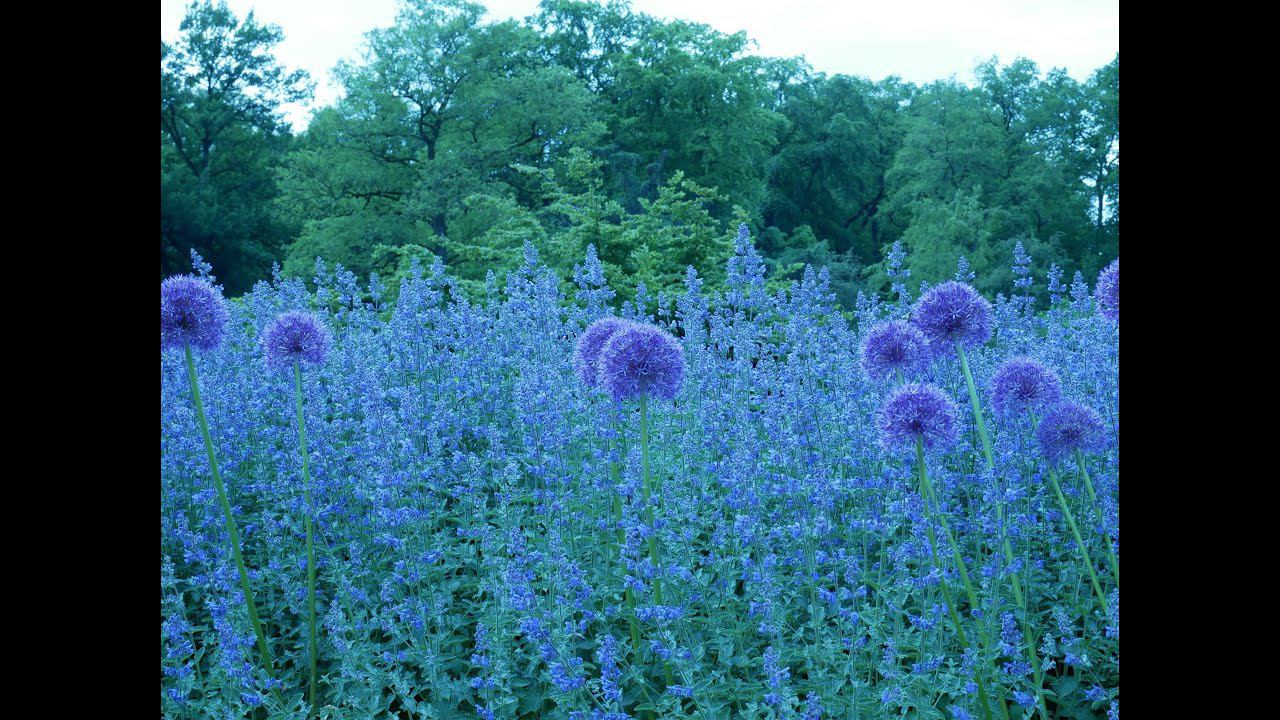 Лук цветёт, съёмка люмиксом,просто тренеруюсь.
