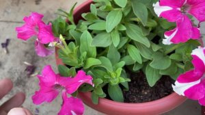 How to take care of petunia | Petunia care (potting mix, fertiliser)