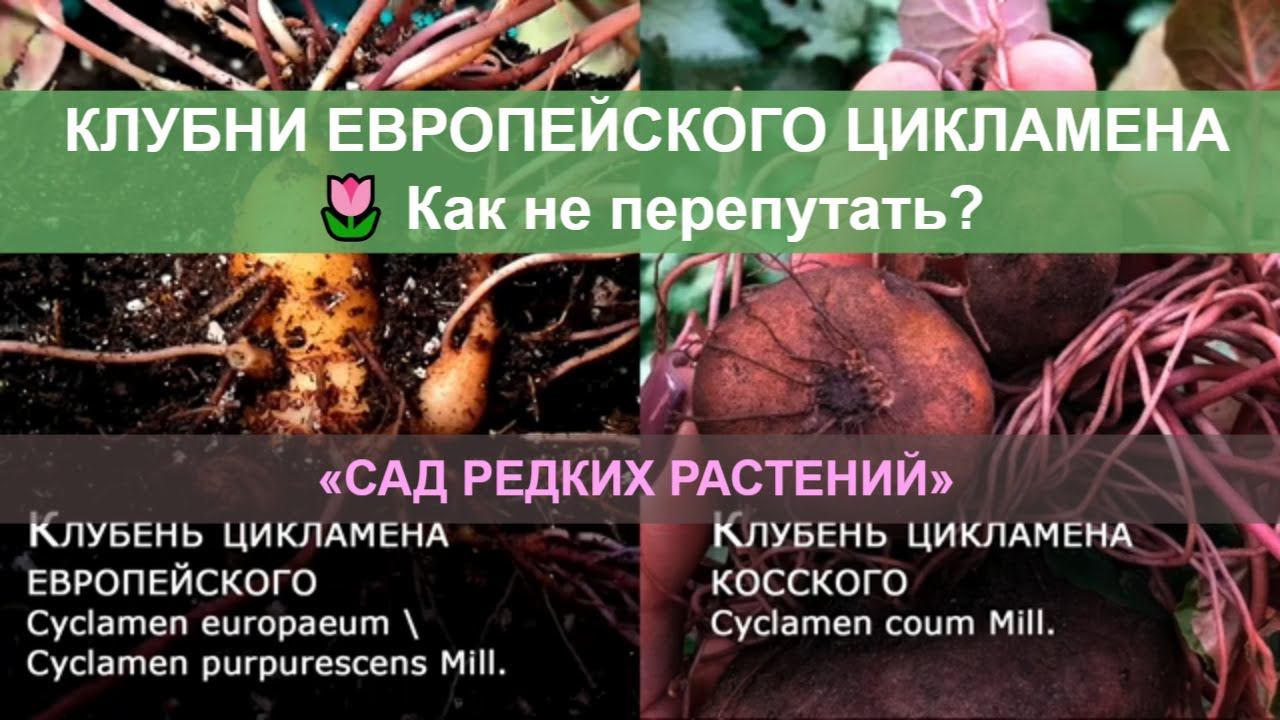 Купить клубень? А стоит ли? Альпийская фиалка \ Европейский цикламен \ Косский цикламен