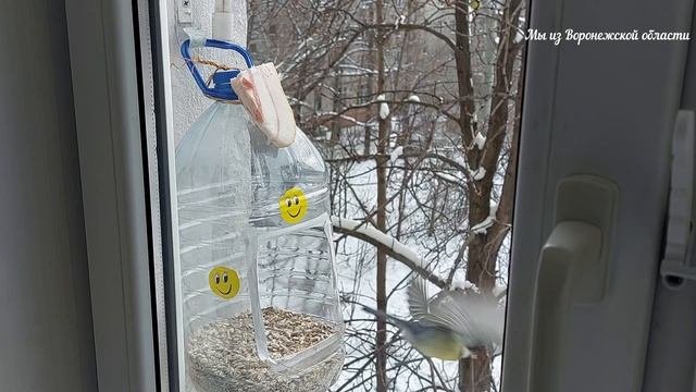 Что едят птицы зимой? Кормушка для птиц.Воронеж, конец ноября 2023г