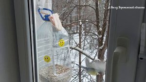 Что едят птицы зимой? Кормушка для птиц.Воронеж, конец ноября 2023г