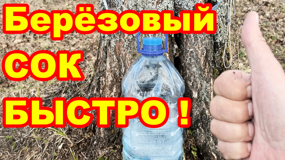 Как собирать берёзовый сок Быстро Просто ! И не погубить берёзу !