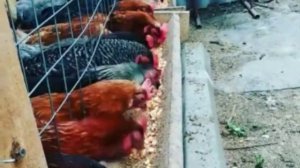 наши курочки #доминант #несушка #серебристые