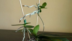 МОИ ОРХИДЕИ ЭКВЕСТРИС | Детки на орхидее | Equestris Wild Pink и Equestris (variation)