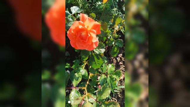 мои цветы на даче.