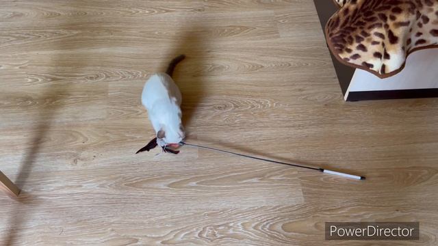 Thai cat Тайская кошка - наш Тайский котенок Целестина Тайская Легенда смотреть онлайн