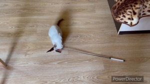 Thai cat Тайская кошка - наш Тайский котенок Целестина Тайская Легенда