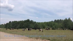Коровы пасутся за деревней Борки