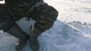 Рыбалка на Нижней Ципе и о. Баунт