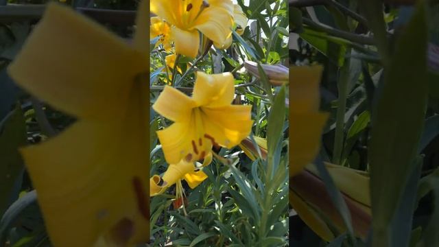 Stunningly Beautiful African Queen Lily, #gardening #lily