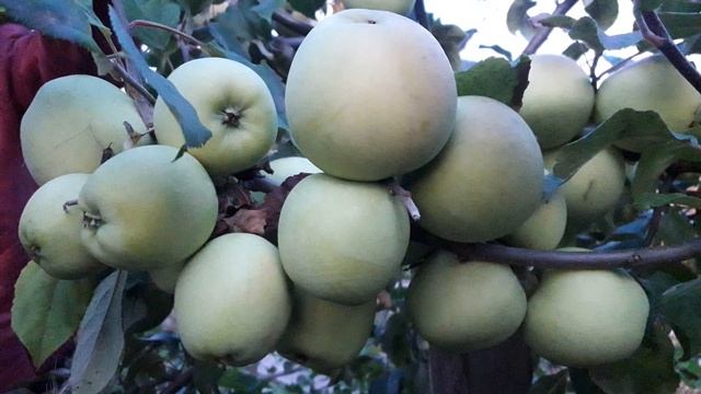 Северный синап в пермском крае смотреть онлайн