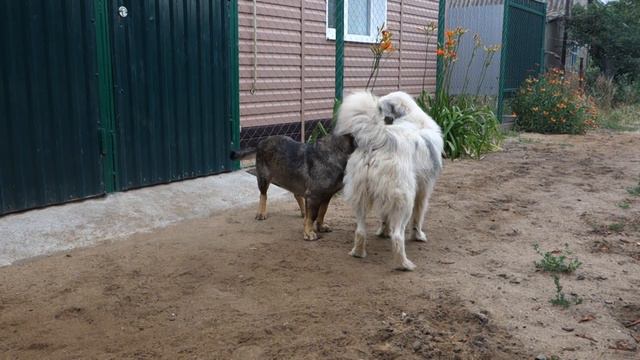 Новые видео моих подопечных животных с Галициновских дач смотреть онлайн