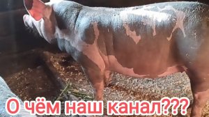 ЗНАКОМСТВО С КАНАЛОМ!!! #пьетрен #дюрок #свиноводство #лпх