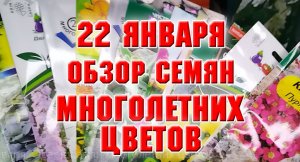 22 января. Обзор семян многолетних цветов на весну 2023 г.